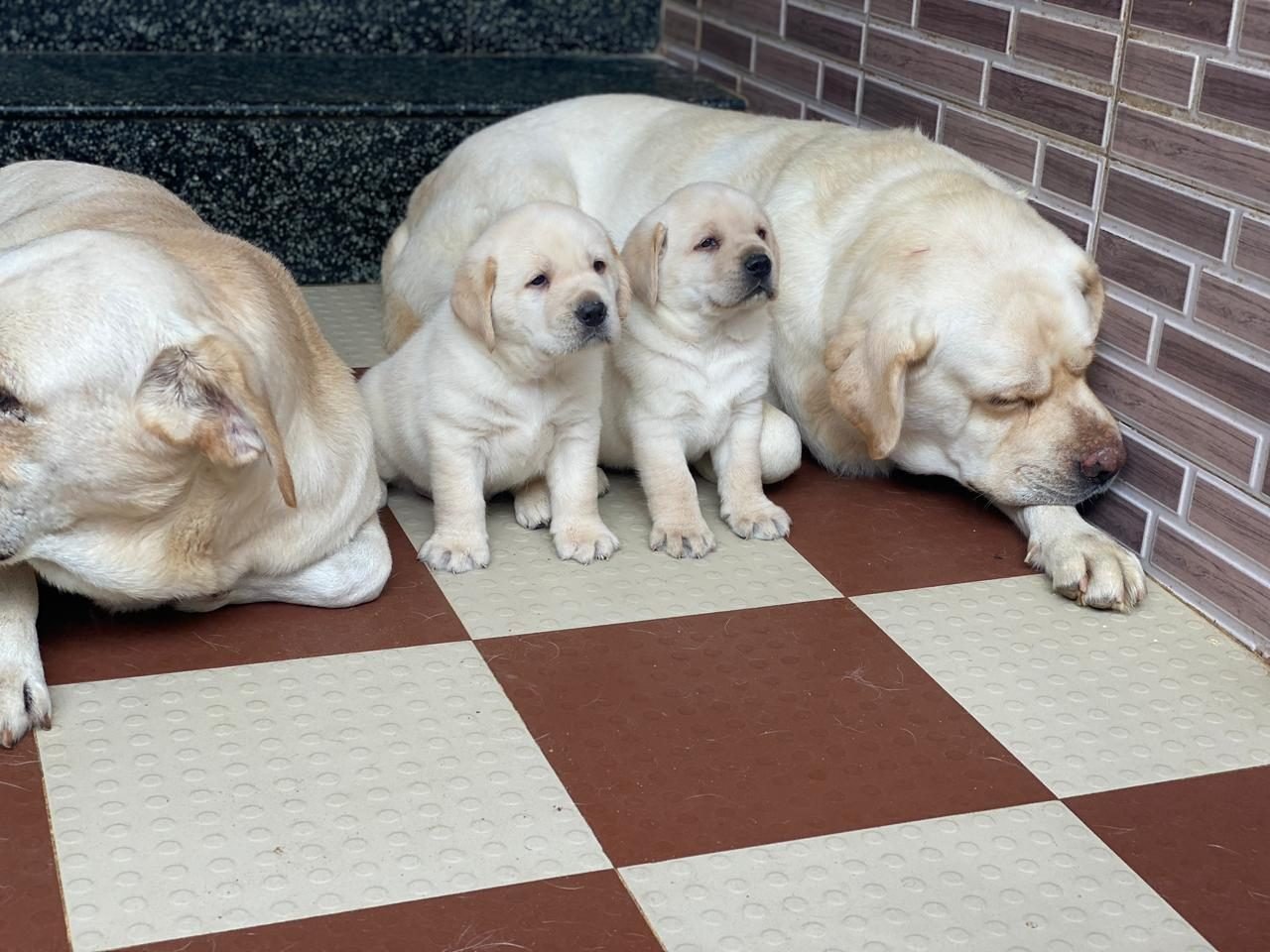 Labrador puppies sitting together